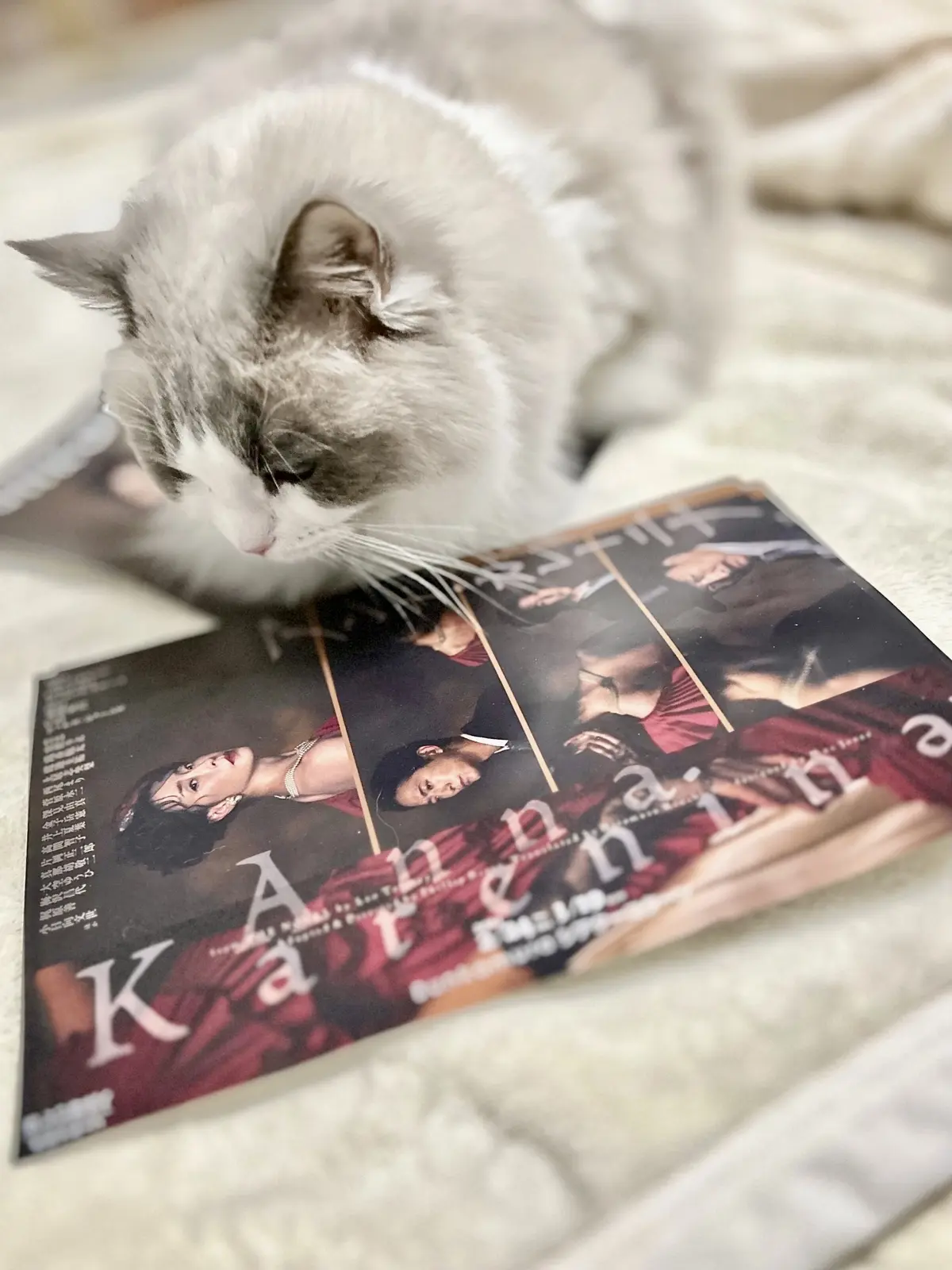 下の子?とアンナ・カレーニナのチラシ