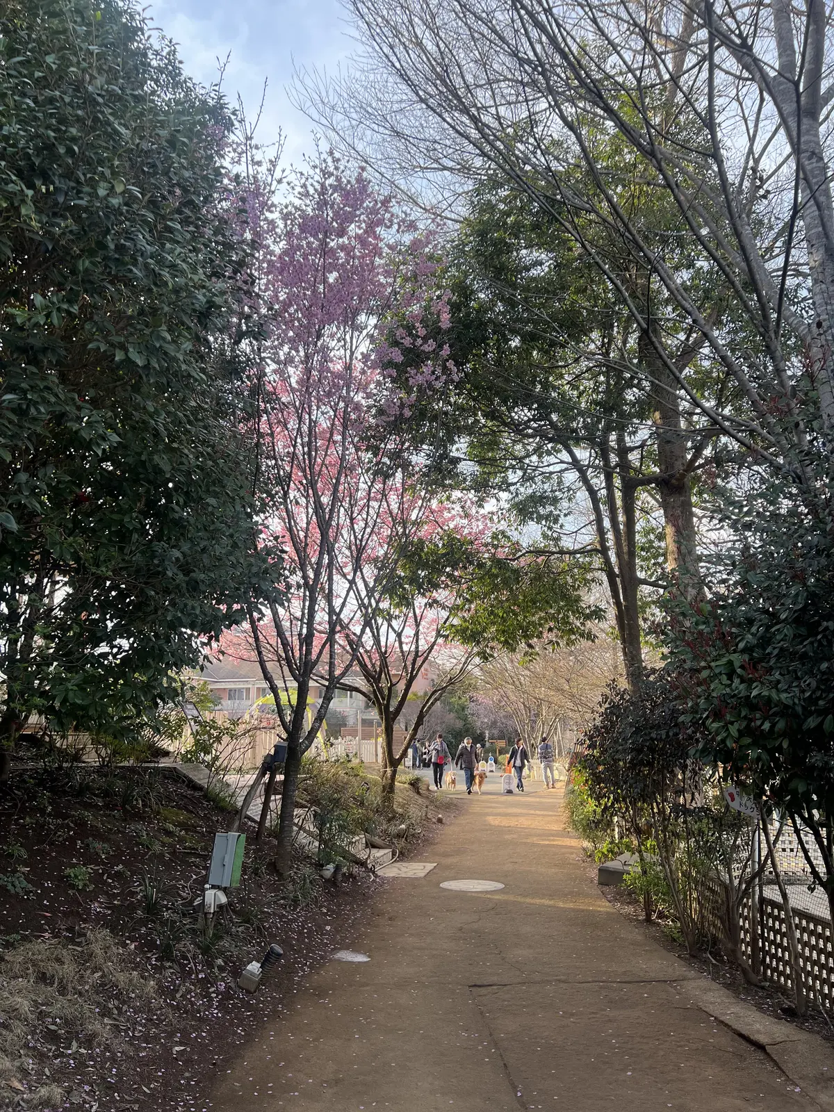 ドギーズアイランドの敷地内はまるでワンワン天国！