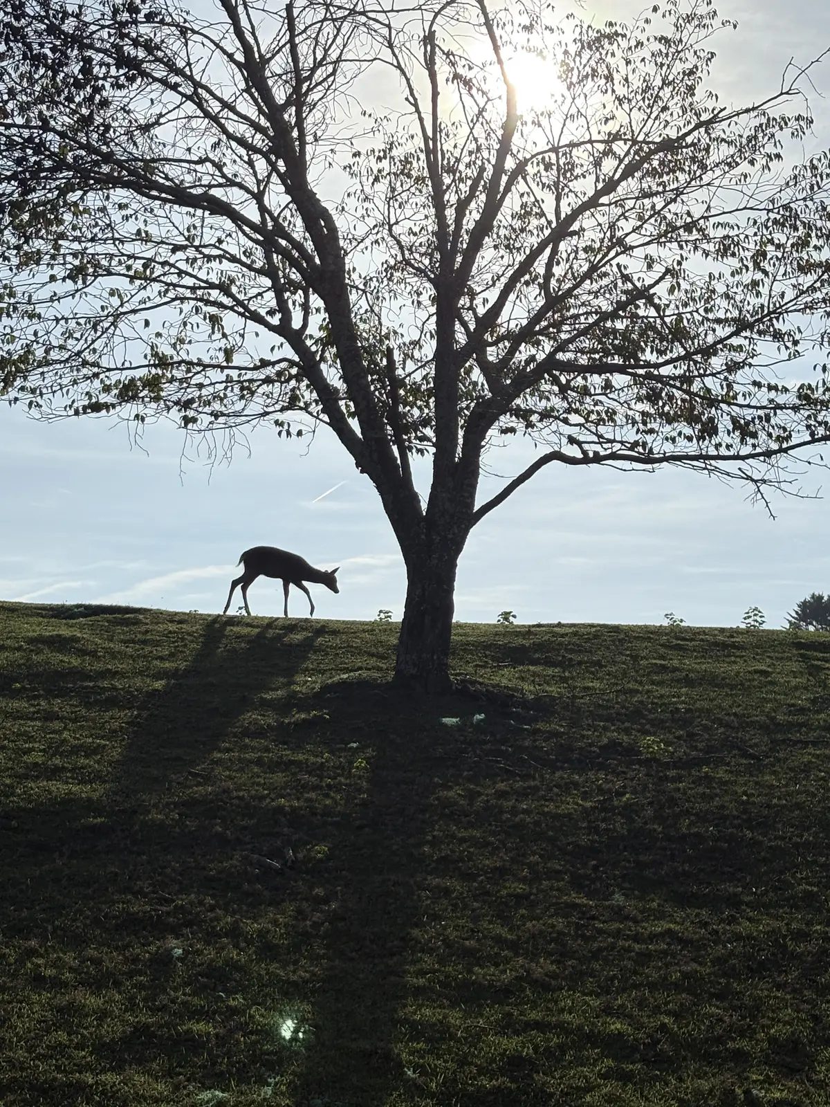 極上の奈良の朝、神秘的な光景。の画像_11