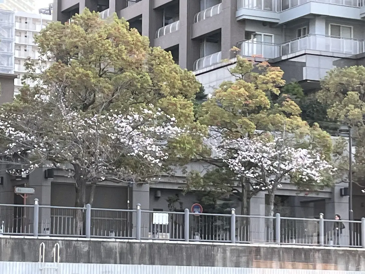 勝どきの川沿いの桜