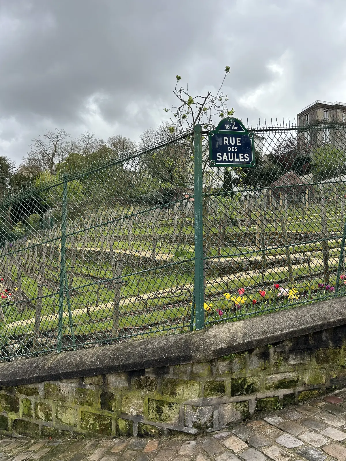 フランス　葡萄畑　パリ　モンマルトル