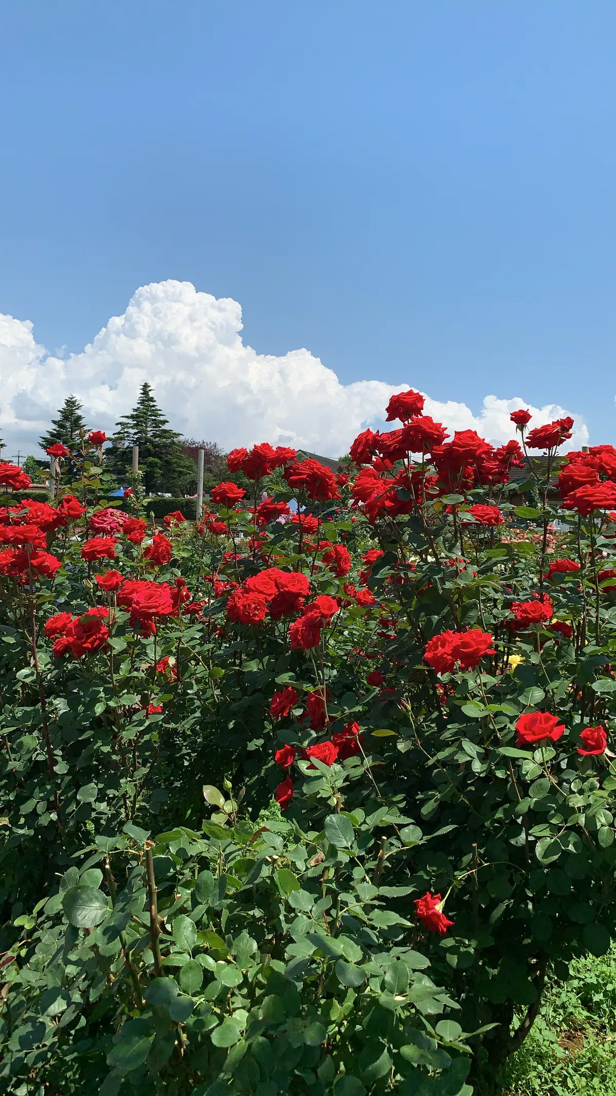 大人の遠足〜薔薇とワインを楽しむ会〜の画像_23