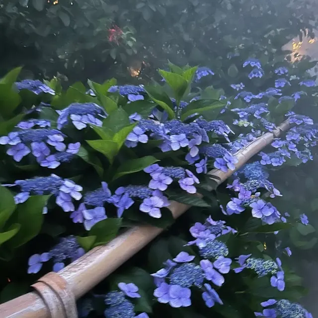 ミストとライティングの中で美しい紫陽花