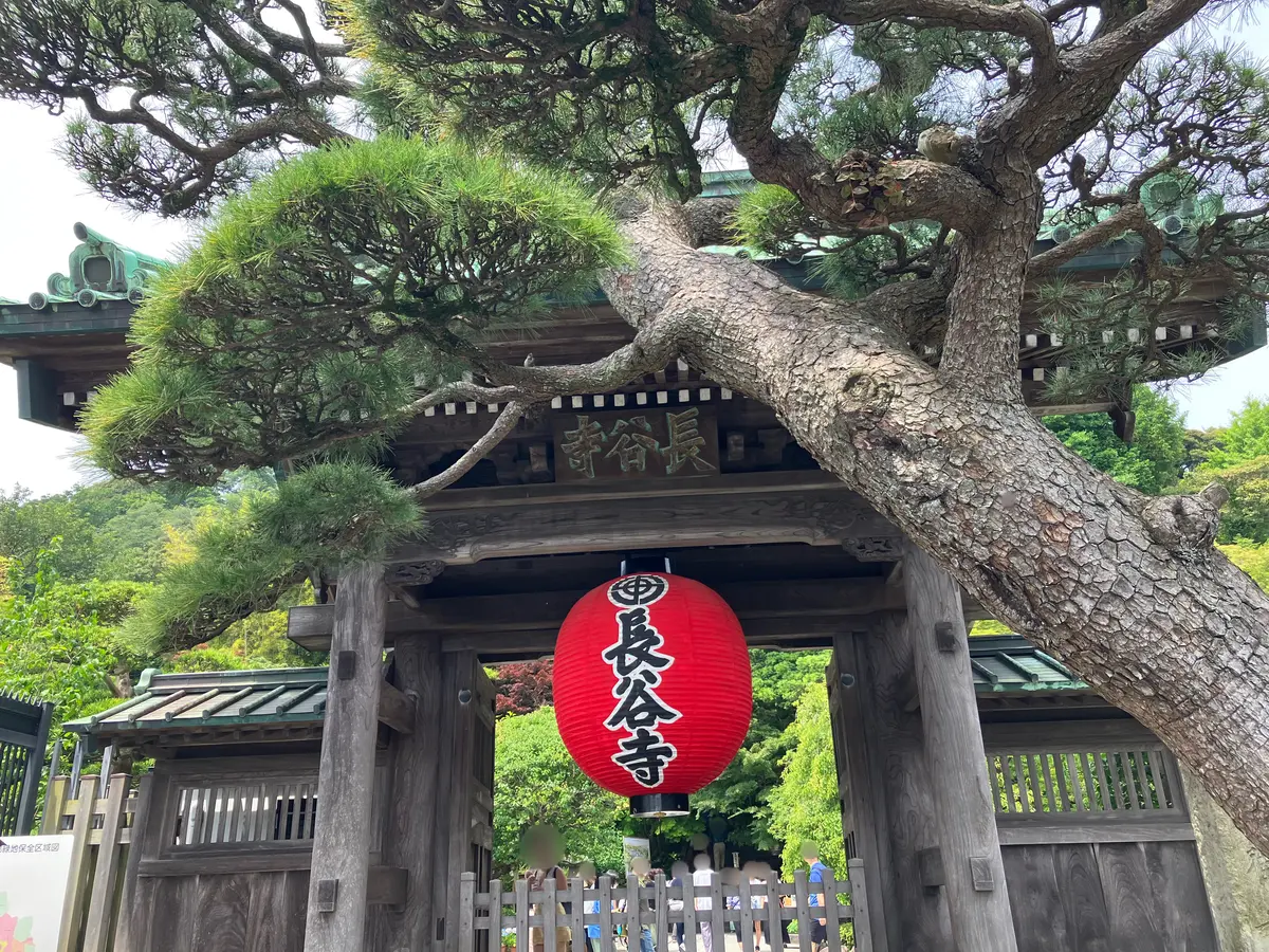 鎌倉紫陽花ツアーへの画像_1