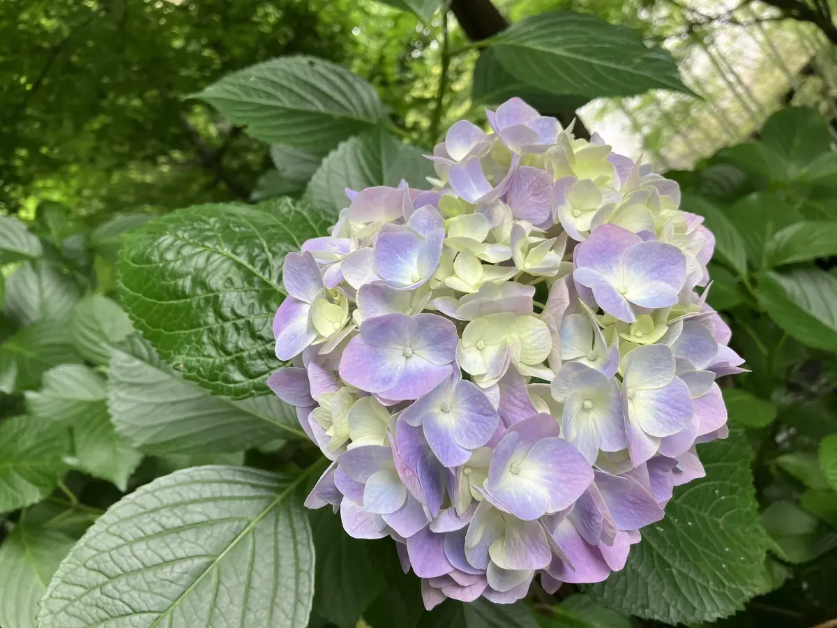 鎌倉紫陽花ツアーへの画像_9