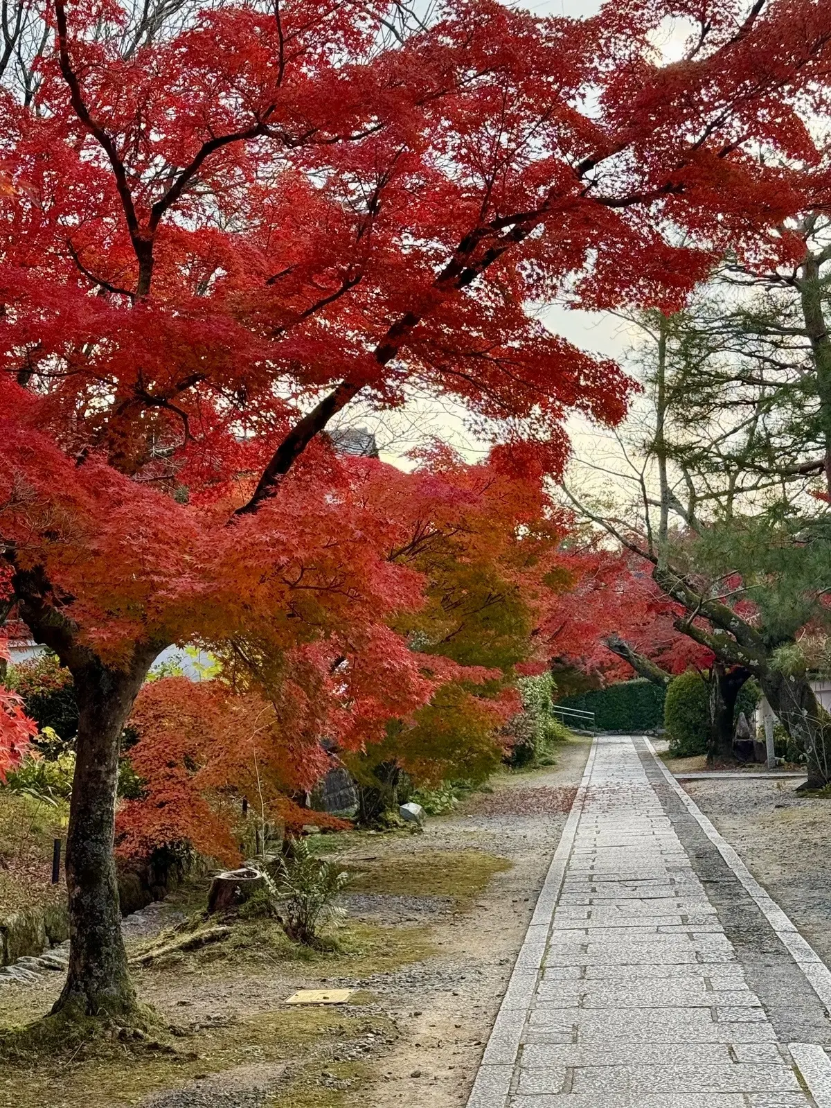 【大人の京都】寺院仏閣とお気に入りの秋のの画像_47