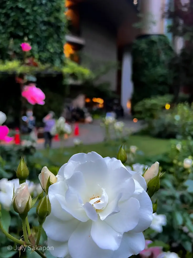 【上野リチ展】とバラの三菱一号館美術館☆の画像_13