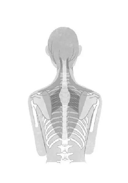 美しい姿勢をキープする背中の鍛え方　老けの画像_3
