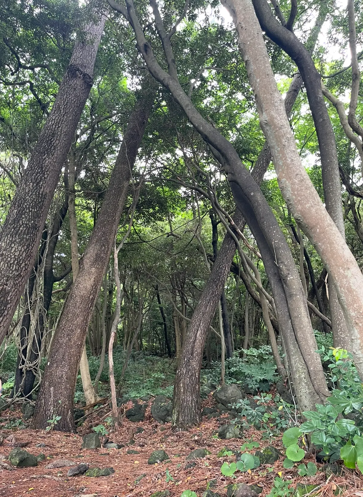 心もカラダも癒される！伊豆高原のオススメの画像_2