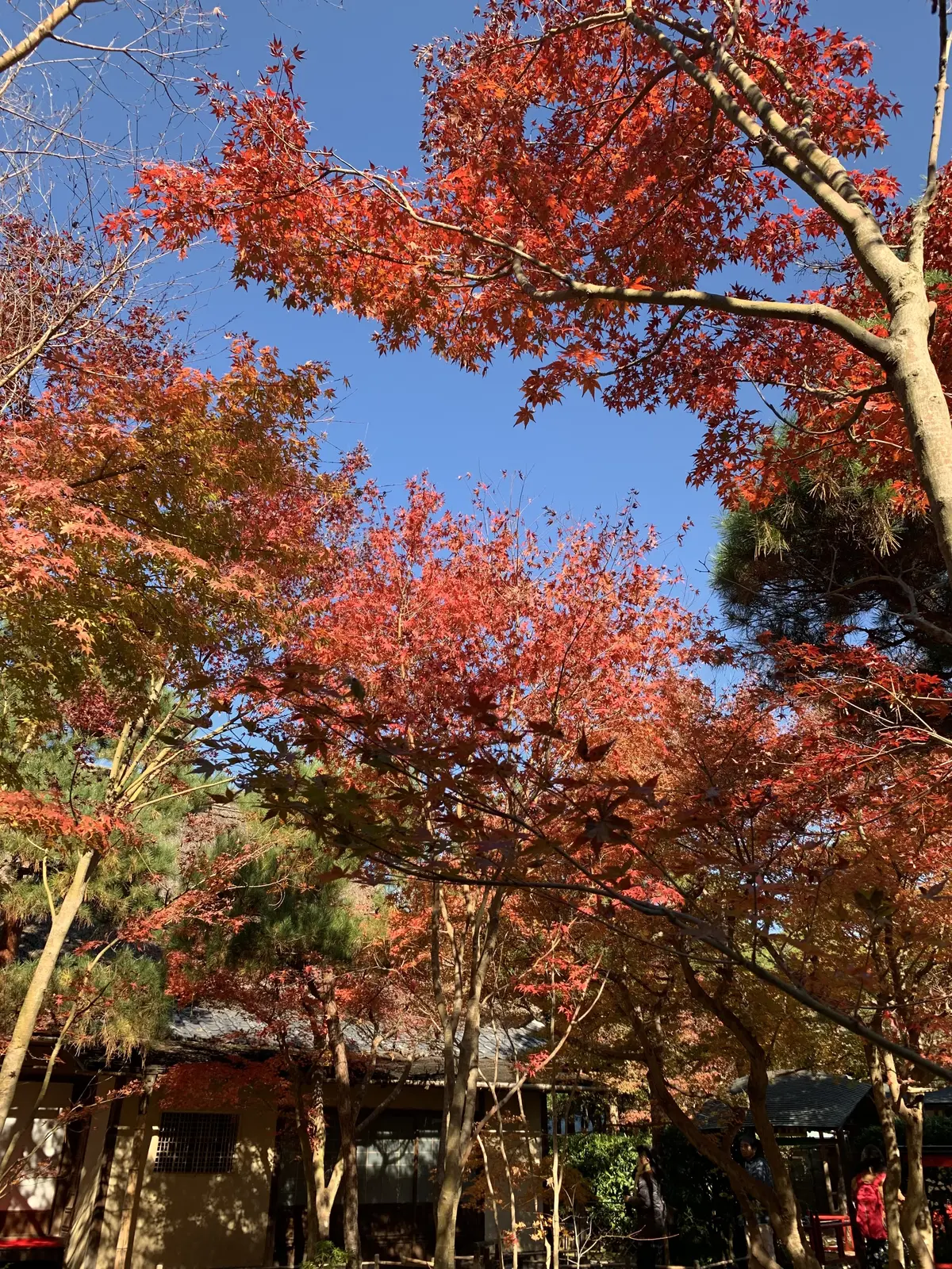 【鎌倉の紅葉】一条恵観山荘の紅葉　鎌倉紅の画像_16