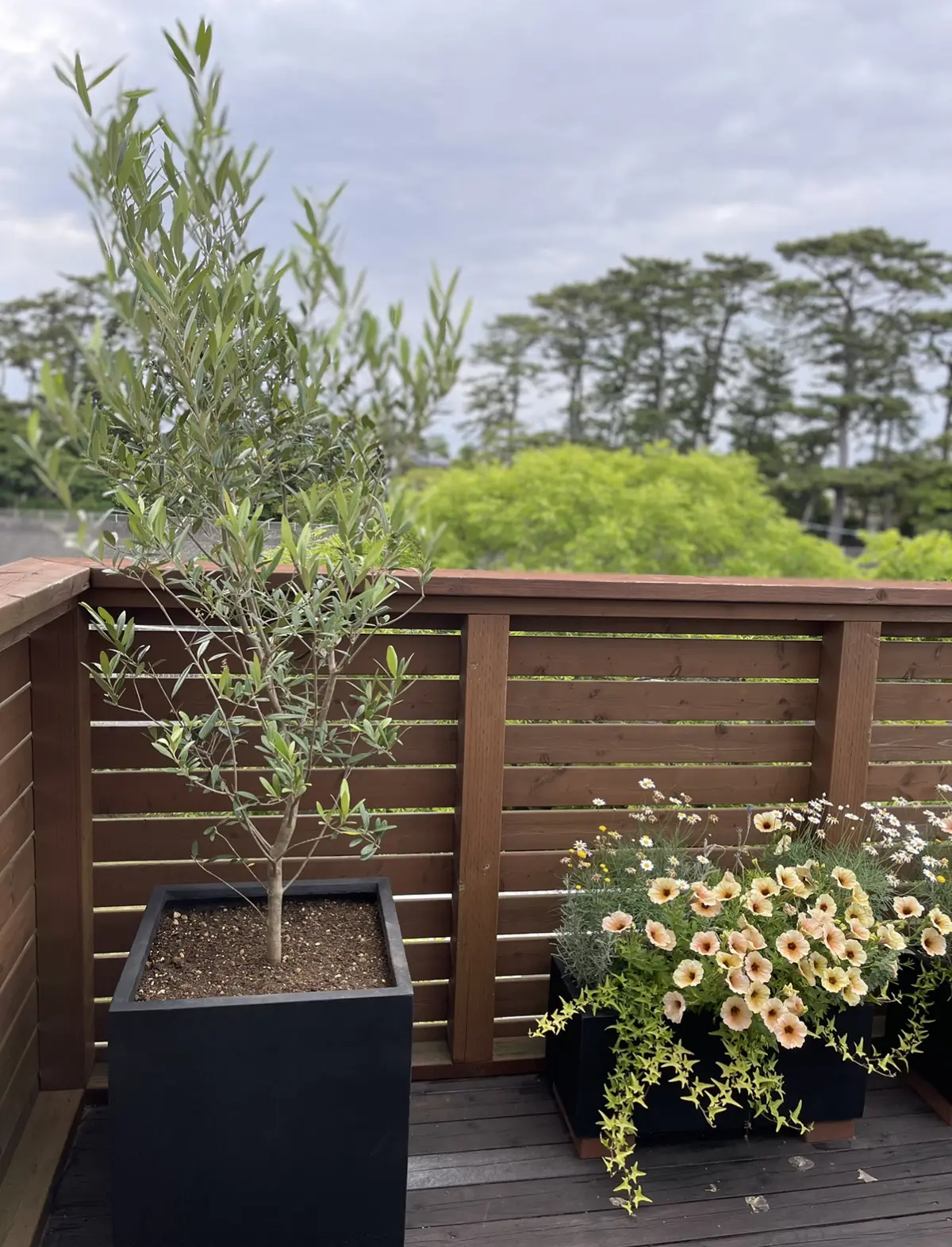 ベランダグリーンをアップデートの画像_3