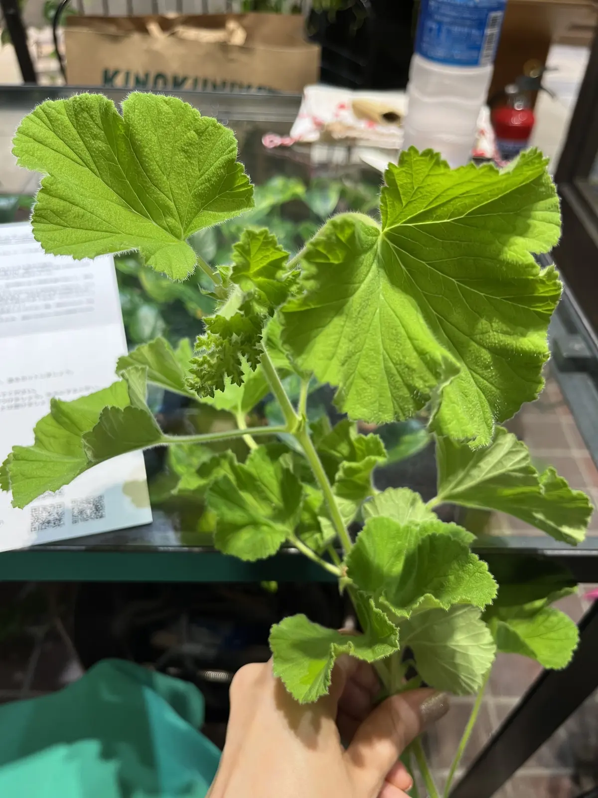 カラーを束ねにの画像_6