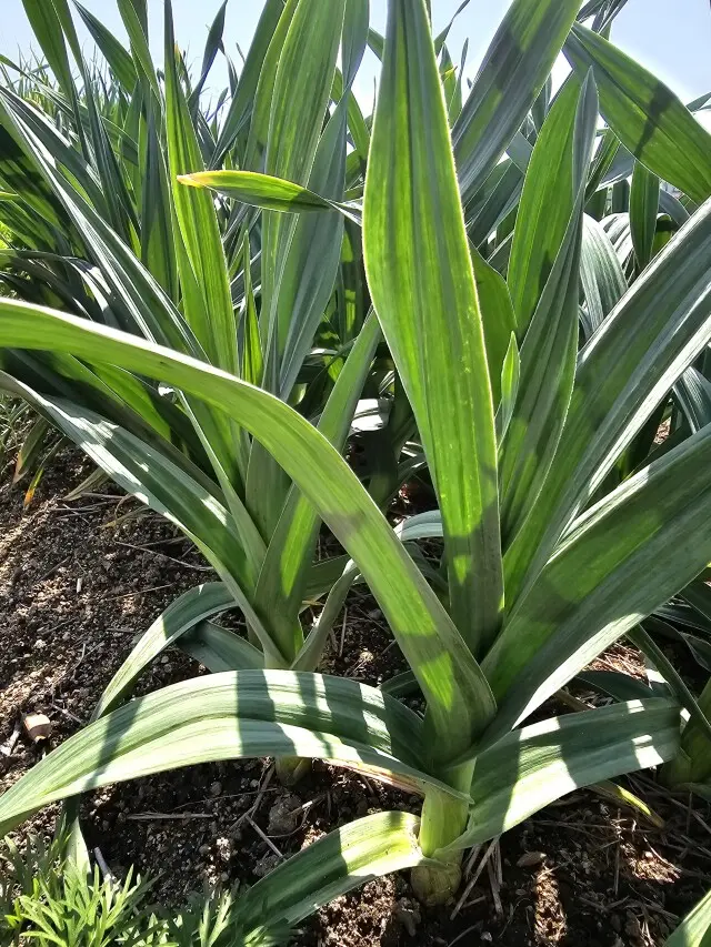 春の畑からの画像_5