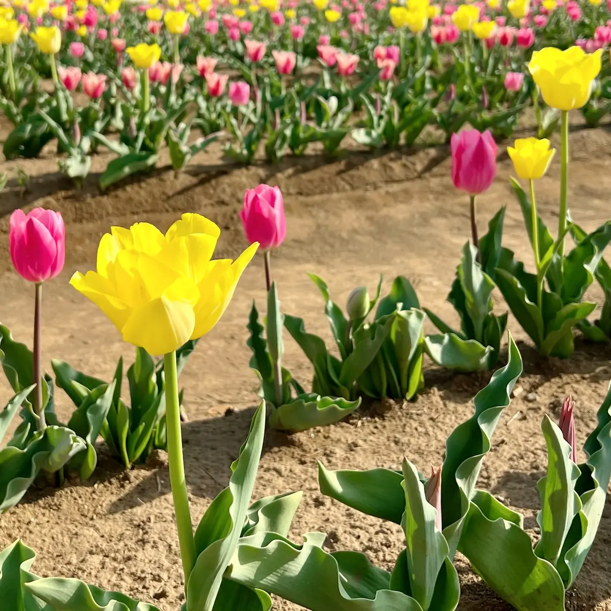 「佐倉ふるさと広場」のチューリップ