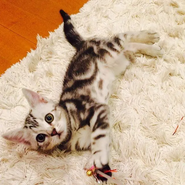 あどけない顔の子猫ちゃんでした！の画像_1