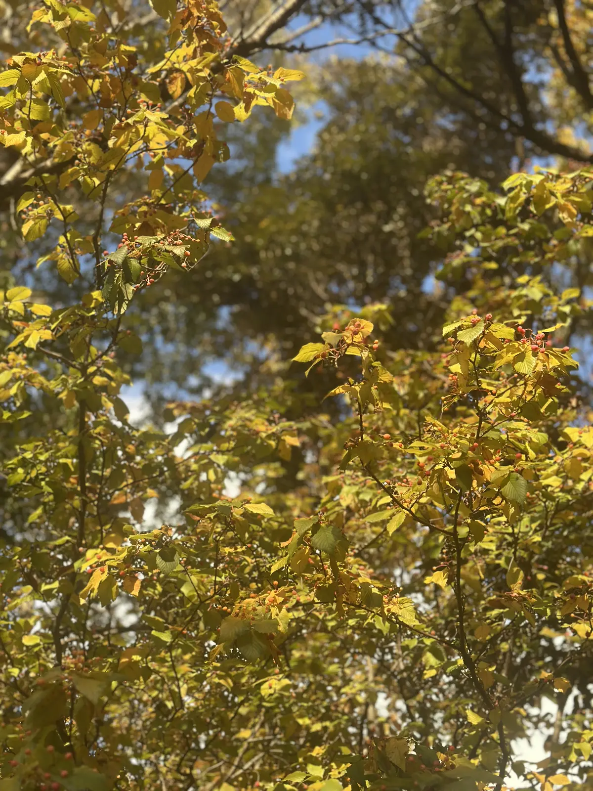 秋の好日、紅葉散る前に・・・。の画像_9