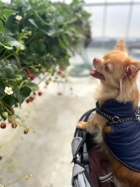 春は、お気に入りのメガネで紫外線対策をしの画像_3