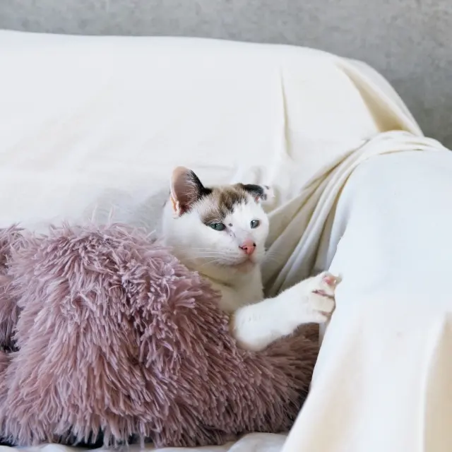 定位置のソファの上で、新たに導入された猫ドームとともに。