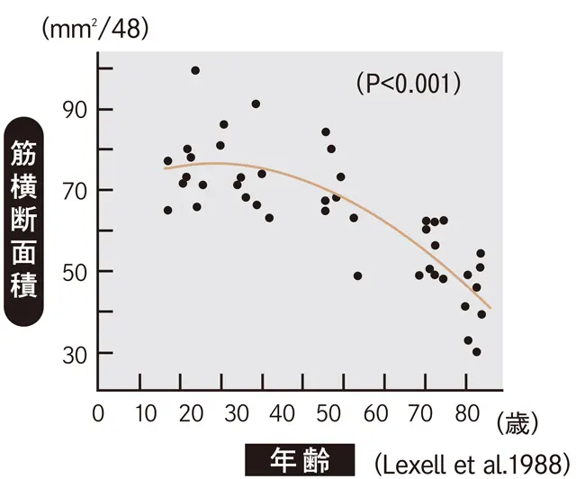 50代から、筋力量は ガクッと減りはじめる！