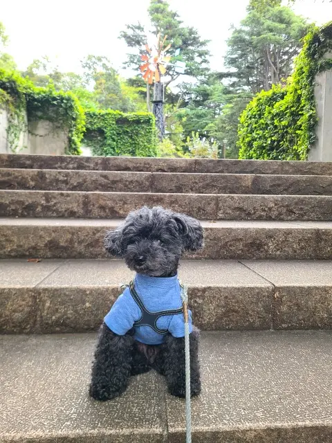 愛犬と元町・中華街への画像_3