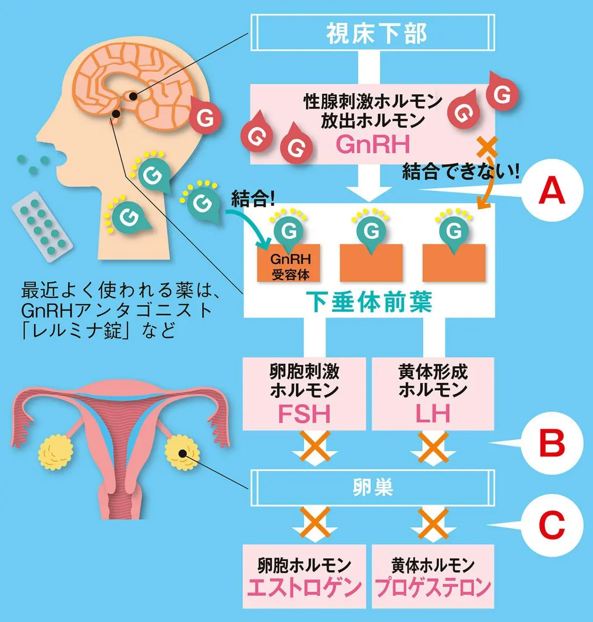 OurAge×Webエクラ　「GnRHアナログ製剤」で月経を止める方法