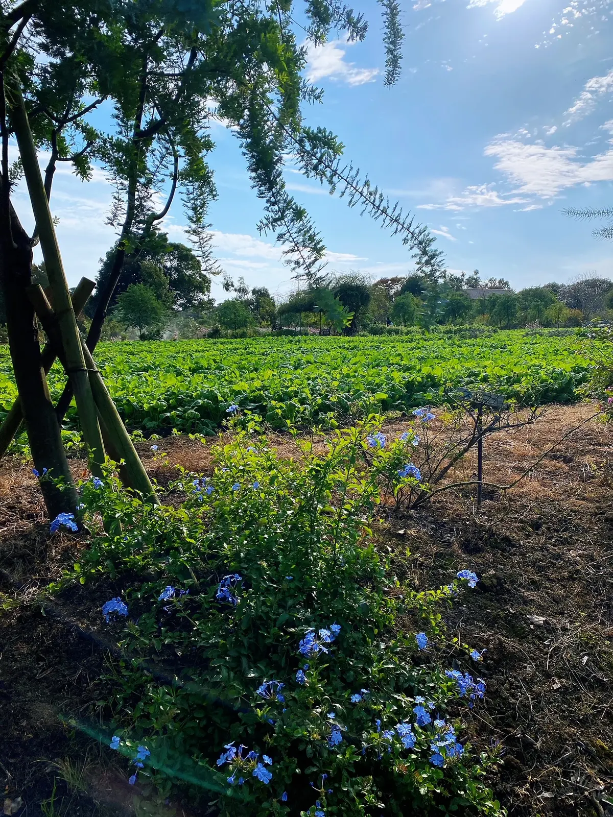 九州旅行　〜別府・美しい大神ファーム〜の画像_19