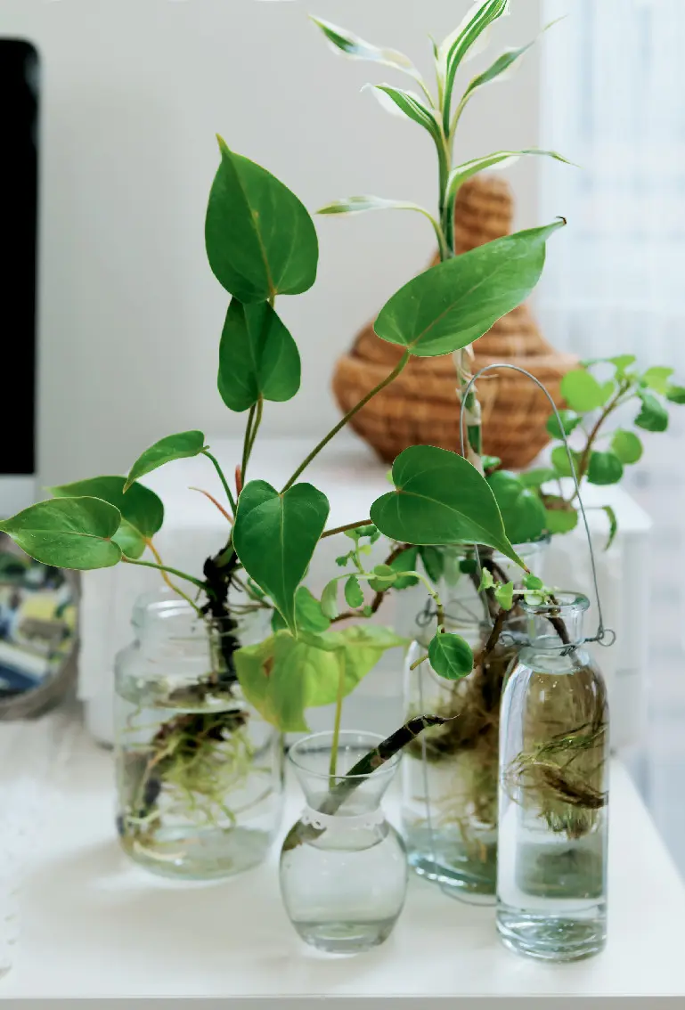 日々の生活を心地よく過ごすための室内グリの画像_4