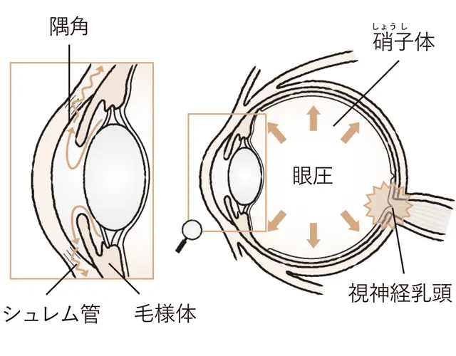 房水の流れと眼圧の維持