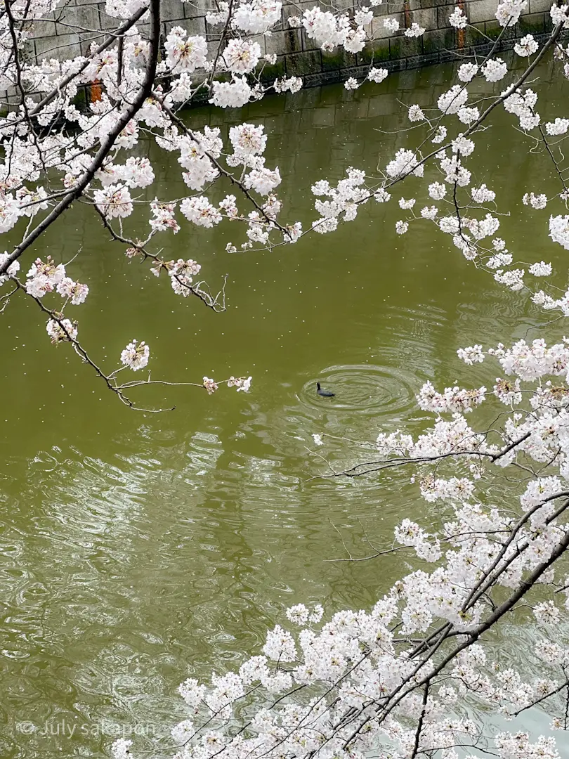 【さかぽんの冒険】AirPods Proの画像_3