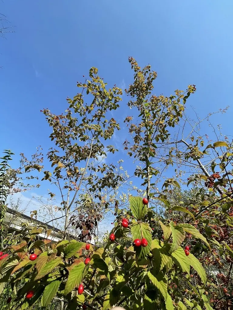 男顔フラット靴にワイドパンツスタイルで初の画像_2