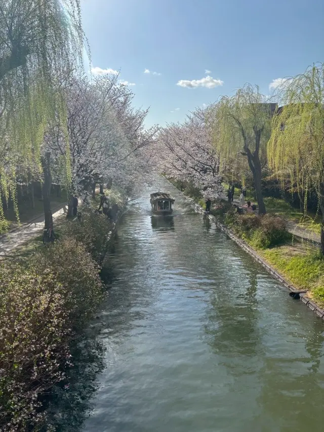 春の伏見で、桜とやさしい時間をの画像_1