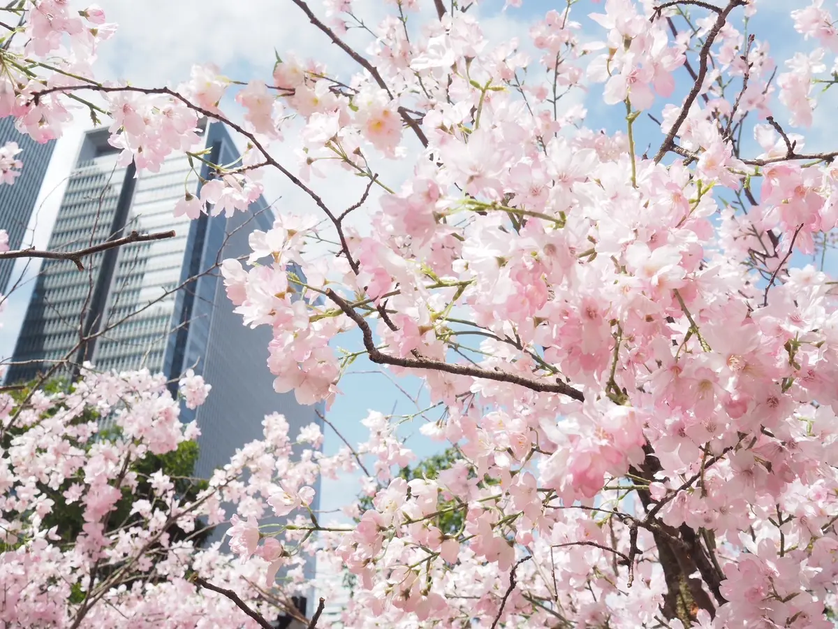 大名古屋ビルヂング「サクラスカイガーデン2025」は、2025年5月6日（火・振休）まで