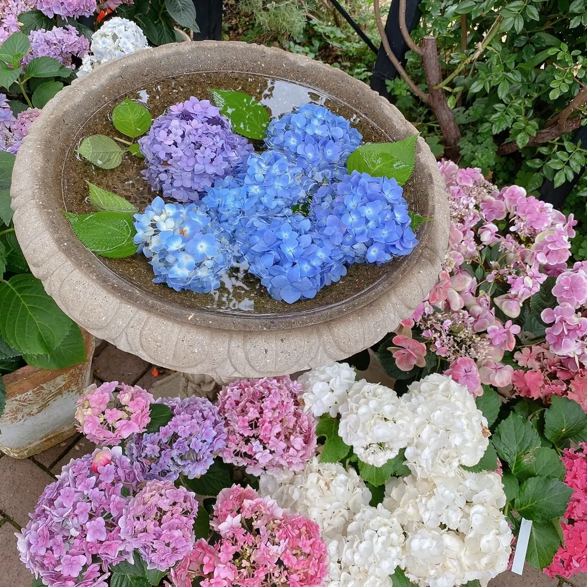 横浜イングリッシュガーデン内の紫陽花