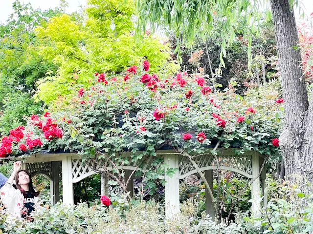 雨のバラ園へ行ってみた@横浜イングリッシの画像_3