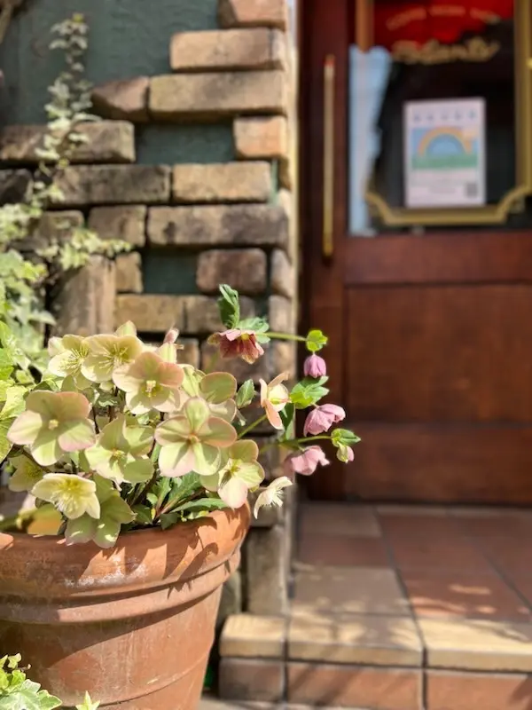 入口のクリスマスローズ