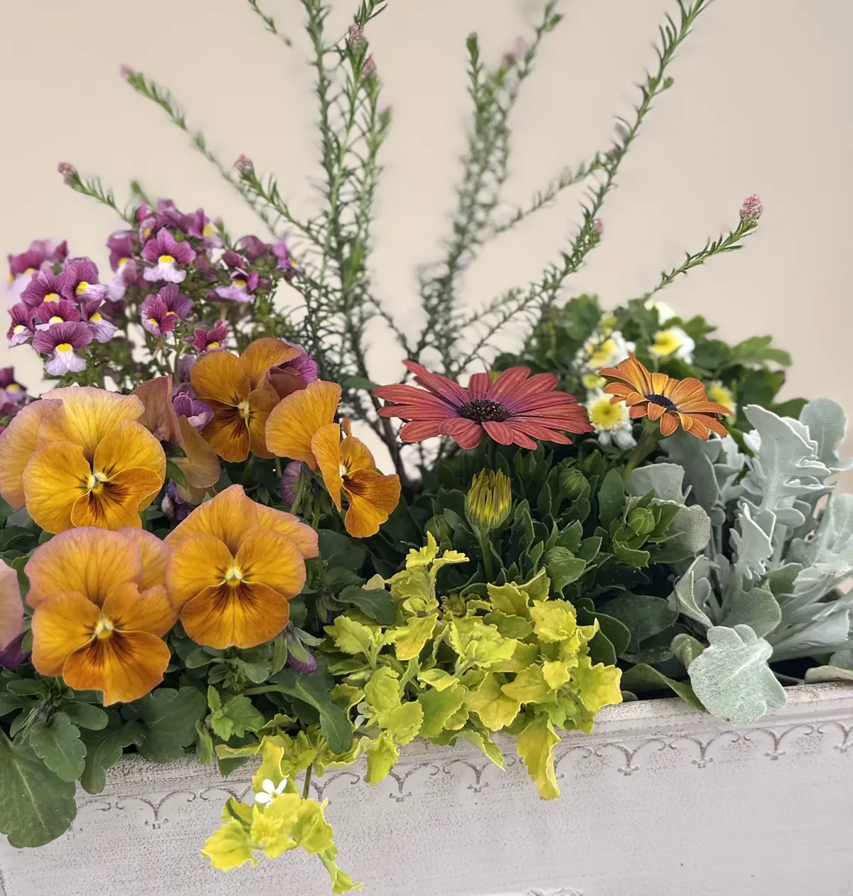 春のお花を手軽に楽しむコンテナガーデン作の画像_5