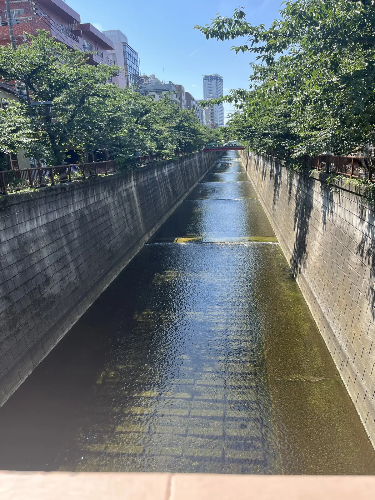 初夏のお花で『花屋で写真館♪』の画像_16