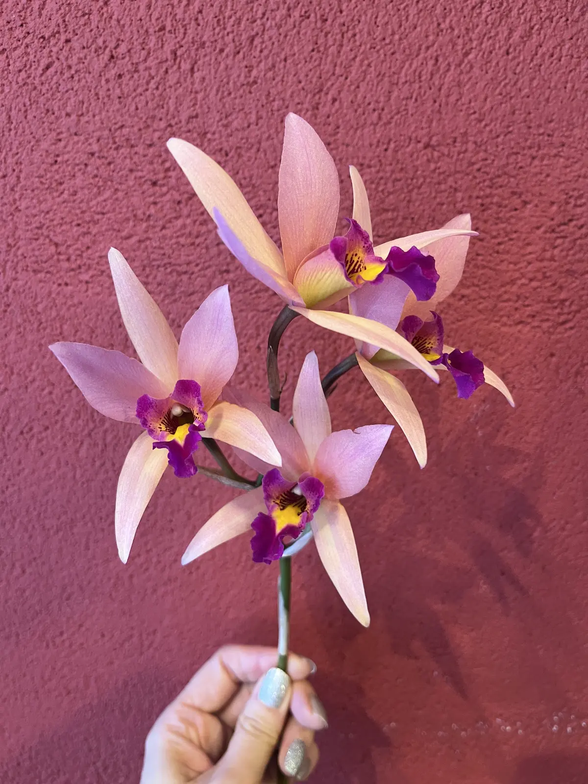 誕生日のブーケと最後にちょっとだけキラキの画像_2