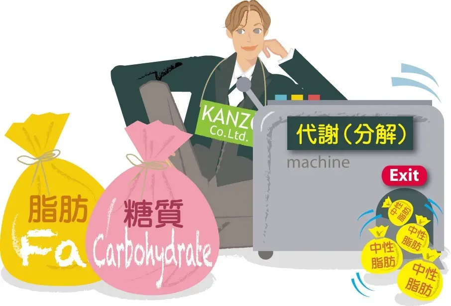 OurAge×Webエクラ　脂肪　糖質