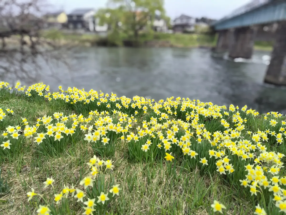 北上川沿いの水仙