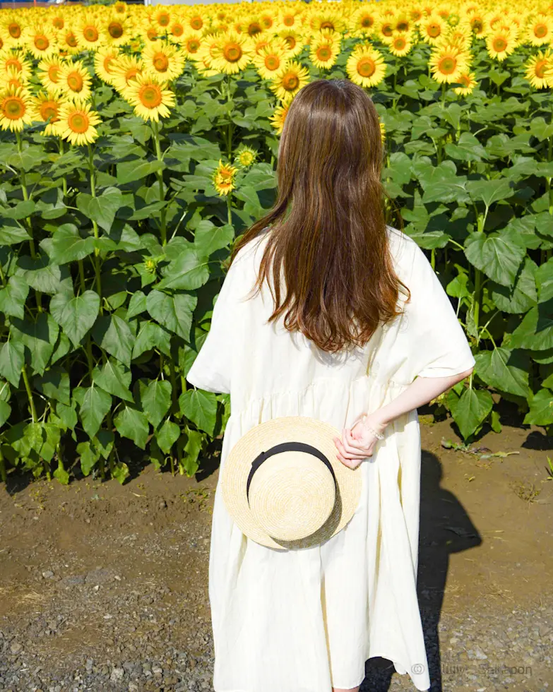 🌻ひまわりフェス🌻から、ひょっこりぽん♡の画像_2