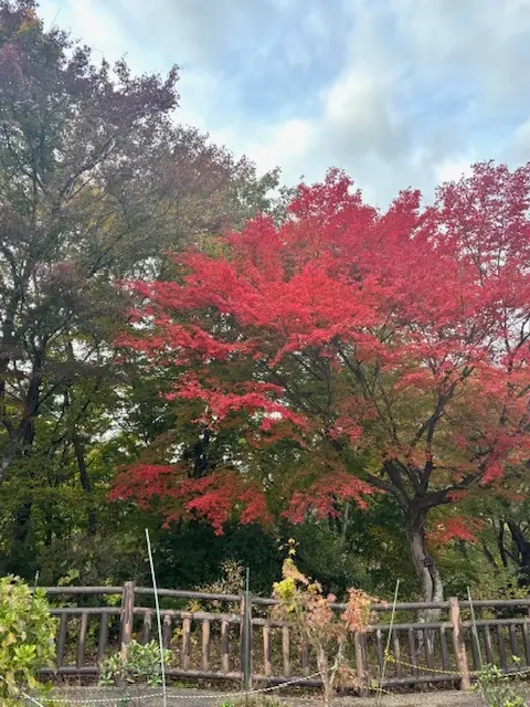 愛犬と那須へおでかけ♪牧場ランチ＆美しいの画像_7