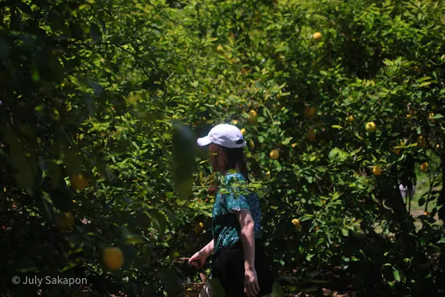 【さかぽんの冒険】海からの風香るレモン狩の画像_11