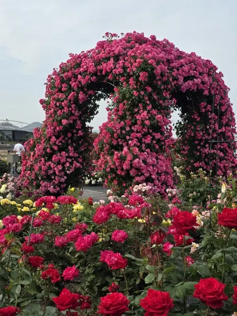サンポート高松のレストランでお食事の画像_6