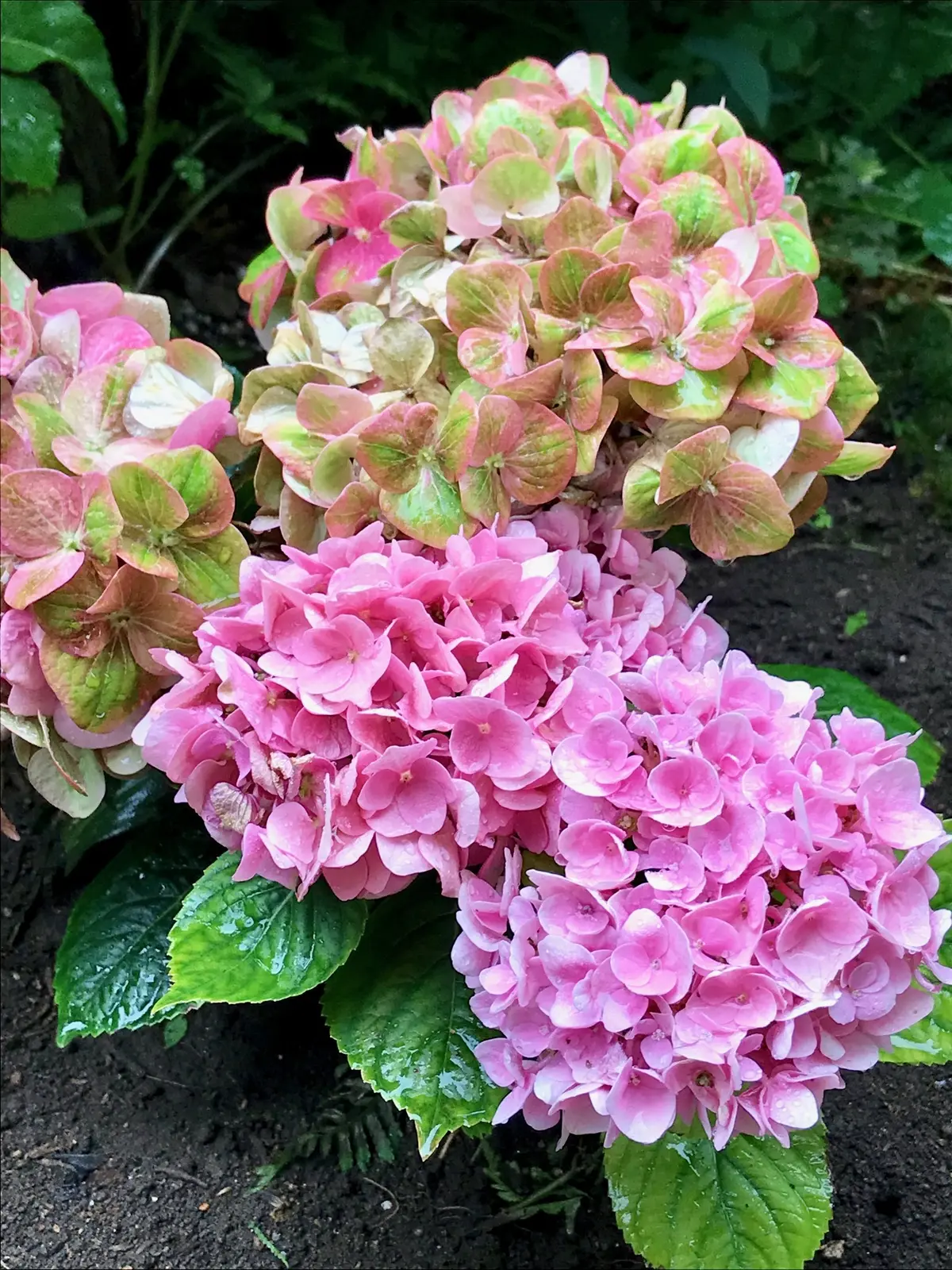 いろんな色の紫陽花