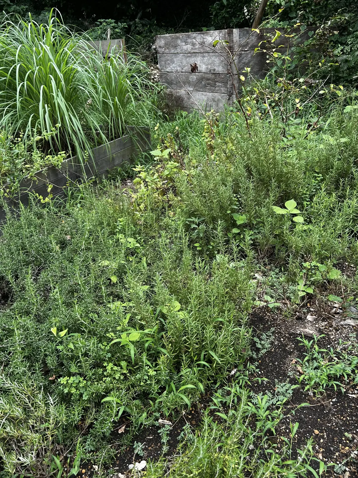 MOKICHI KAMAKURA モキチ鎌倉　　ハーブガーデン　鎌倉ランチ