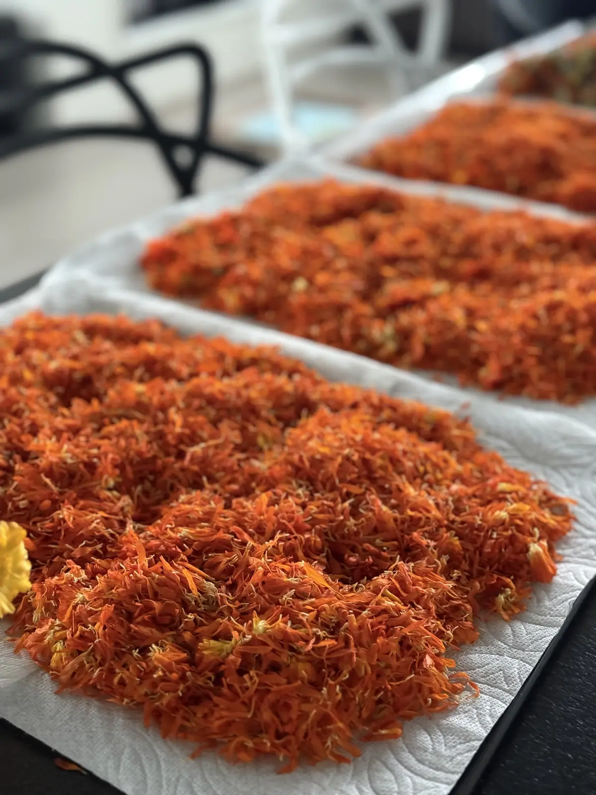 淡路島、カレンデュラ農園で収穫体験をしての画像_5