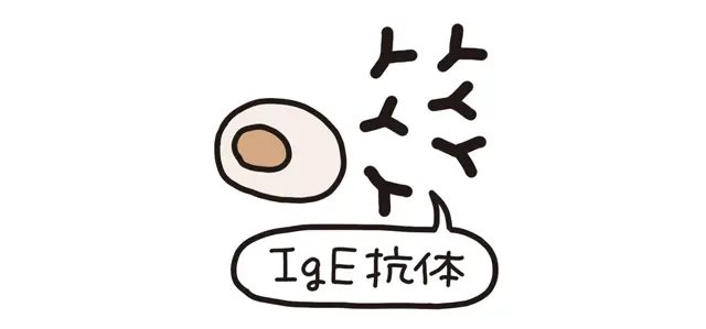 2.IgE抗体が産生される