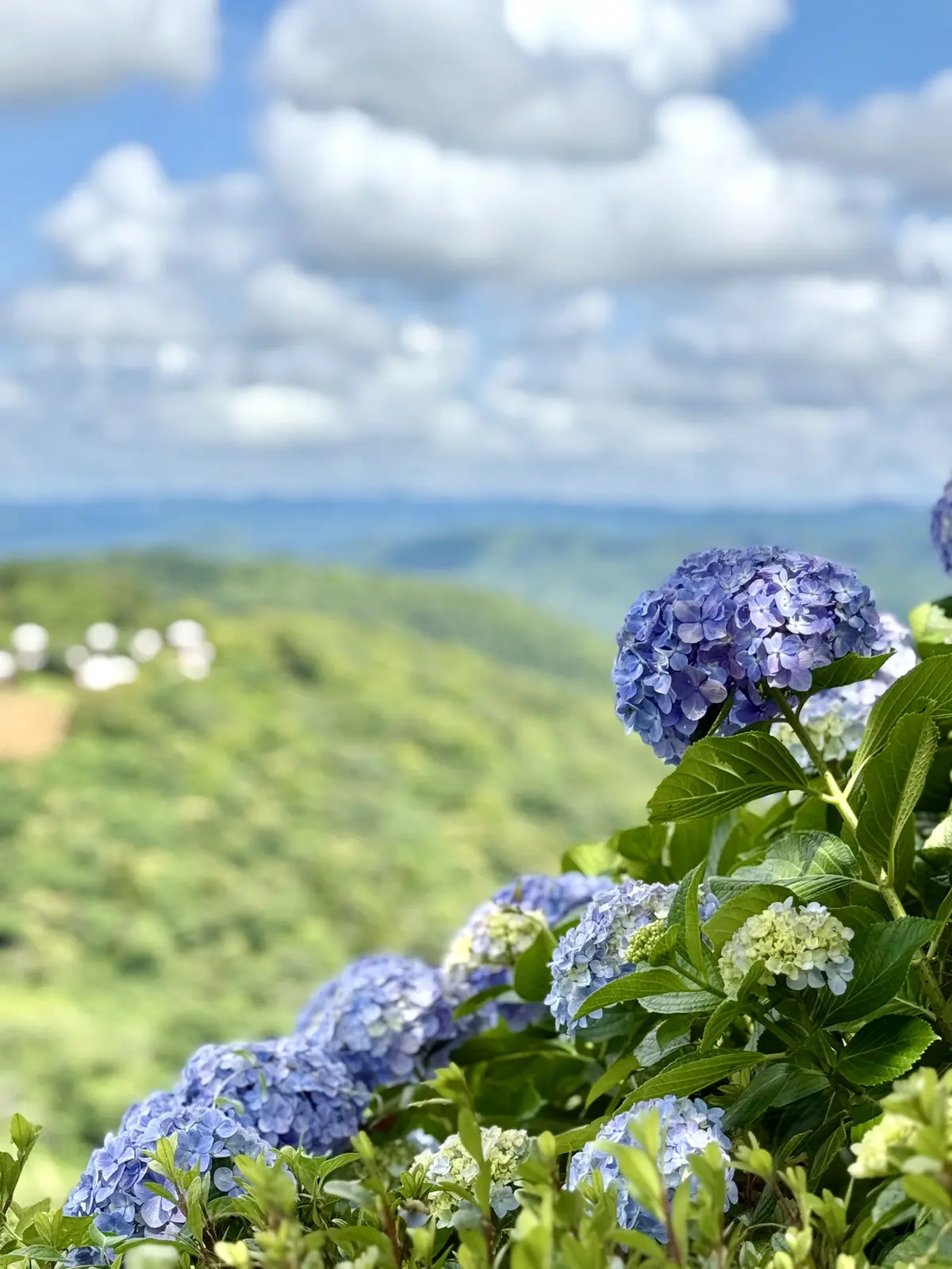 千葉県　観光名所　富津市　マザー牧場　紫陽花