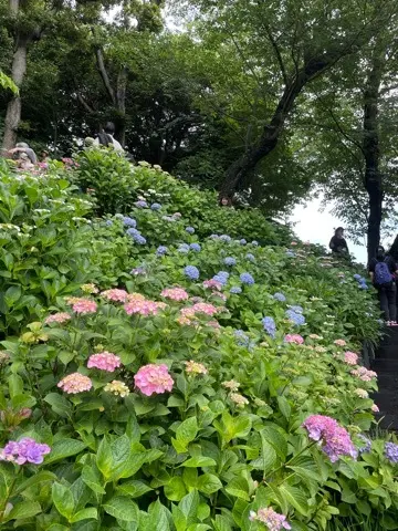 リアルタイムでお伝えする、鎌倉長谷寺あじの画像_16